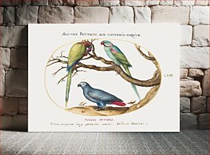 Πίνακας, African Gray Parrot, Indian Ring-Necked Parrot, and a Third Parrot (1575–1580) by Joris Hoefnagel