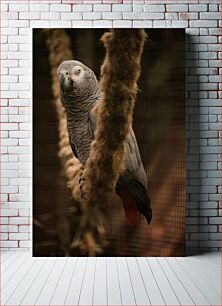 Πίνακας, African Grey Parrot on Branch Αφρικανικός γκρίζος παπαγάλος στο κλαδί