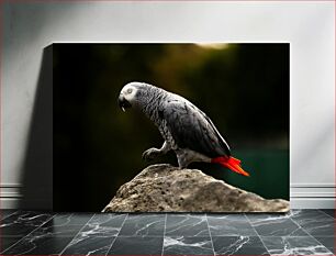 Πίνακας, African Grey Parrot on Rock Αφρικανικός γκρίζος παπαγάλος στο βράχο
