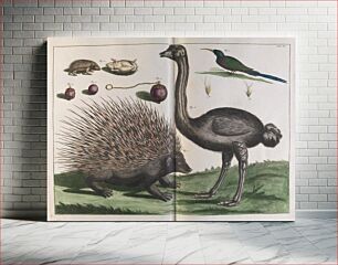 Πίνακας, Albertus Seba - Malacca Hedgehog, Erinaceus malaccensis, and Ostrich, Struthio carmelis - 1734