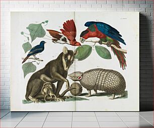 Πίνακας, Albertus Seba - Molucca Opossum, Didelphis molucca and Armadillo, Tolypeutes matacus - 1734