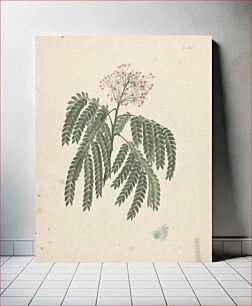 Πίνακας, Albizia gummifera (J.F.Gmel.) C.A. Sm. (Gummy Albizia Tree): finished drawing with minor variations in flowering head by Luigi Balugani