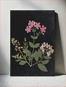 Πίνακας, Album of cut–paper flowers (ca.1835) by W., Ellen