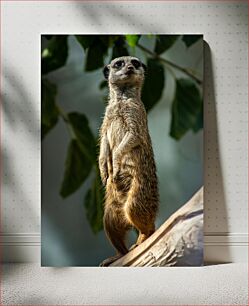 Πίνακας, Alert Meerkat Alert Meerkat