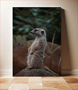 Πίνακας, Alert Meerkat Standing Tall Alert Meerkat Standing Tall