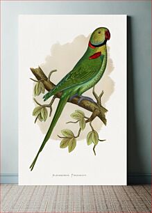 Πίνακας, Alexandrine Parakeet (Psittacula eupatria) colored wood-engraved plate by Alexander Francis Lydon