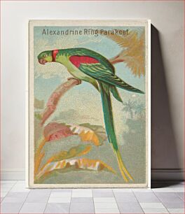 Πίνακας, Alexandrine Ring Parakeet, from the Birds of the Tropics series (N5) for Allen & Ginter Cigarettes Brands