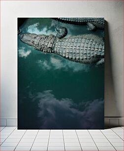 Πίνακας, Alligator in Water Αλιγάτορας στο νερό