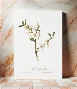 Πίνακας, Almond tree flower (Prunus dulcis) from Pomona Italiana (1817 - 1839) by Giorgio Gallesio (1772-1839)