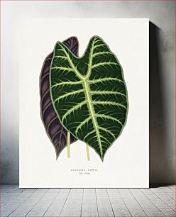 Πίνακας, Alocasia leaf illustration