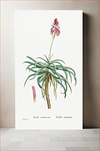 Πίνακας, Aloe Arborescens (Candelabra Aloe) from Histoire des Plantes Grasses (1799) by Pierre-Joseph Redouté