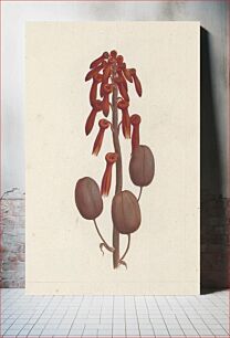 Πίνακας, Aloe macrocarpa Todaro (Aloe): finished drawing without details by Luigi Balugani