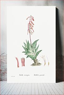 Πίνακας, Aloe Variegata (Tiger Aloe) from Histoire des Plantes Grasses (1799) by Pierre-Joseph Redouté