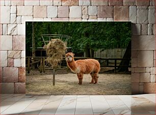 Πίνακας, Alpaca at the Feeding Station Αλπακά στον Σταθμό Σίτισης