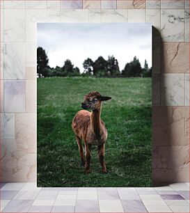 Πίνακας, Alpaca in the Field Αλπακά στο χωράφι