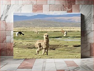 Πίνακας, Alpacas in Open Field Αλπακά σε ανοιχτό πεδίο