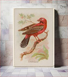 Πίνακας, Amandava, from the Song Birds of the World series (N23) for Allen & Ginter Cigarettes