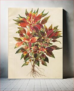 Πίνακας, Amaranthus tricolor (parrot amaranth) by Maria Sibylla Merian