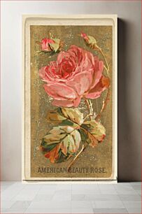 Πίνακας, American Beauty Rose, from the Flowers series for Old Judge Cigarettes