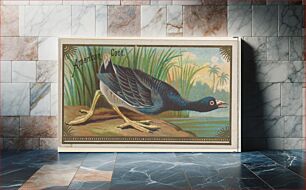 Πίνακας, American Coot, from the Game Birds series (N13) for Allen & Ginter Cigarettes Brands