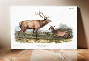 Πίνακας, American Elk (Cervus Canadensis) from the viviparous quadrupeds of North America (1845) illustrated by John Woodhouse Audubon (1812-1862)