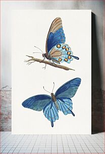 Πίνακας, American entomology, or Descriptions of the insects of North America (ca. 1824–1828) by Thomas Say