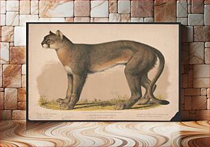 Πίνακας, American panther - Felis concolor linn