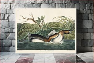 Πίνακας, American Pied-billed from Birds of America (1827) by John James Audubon, etched by William Home Lizars