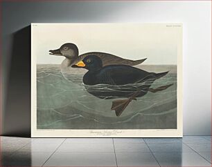 Πίνακας, American Scoter Duck from Birds of America (1827) by John James Audubon (1785 - 1851 ), etched by Robert Havell (1793 - 1878)