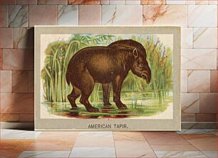 Πίνακας, American Tapir, from the Animals of the World series (T180), issued by Abdul Cigarettes