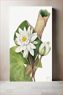 Πίνακας, American Waterlily (Castalia odorata) (1920) by Mary Vaux Walcott
