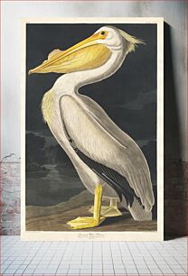 Πίνακας, American White Pelican from Birds of America (1827) by John James Audubon, etched by William Home Lizars