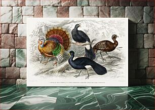 Πίνακας, American Wild Turkey, Crested Curassow, Galeated Curassow, and Red Curassow. A History of the Earth and Animated Nature (1820) by Oliver Goldsmith (1730-1774)