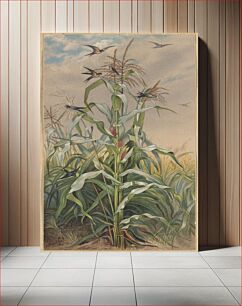 Πίνακας, Among the Indian corn