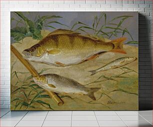 Πίνακας, An Angler's Catch of Coarse Fish