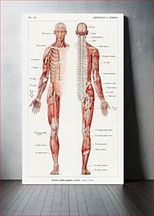 Πίνακας, An antique illustration of the human nervous system by Galtier-Boissière and Émile (1912)