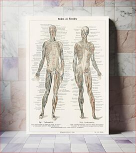 Πίνακας, An antique lithograph of the human musculature system from the encyclopedia, Meyers Konversations Lexikon (1894)