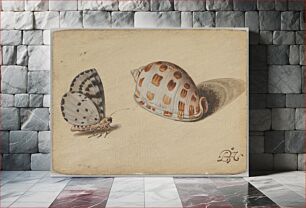 Πίνακας, An Arrowhead Blue Butterfly and a Scotch Bonnet Sea Shell