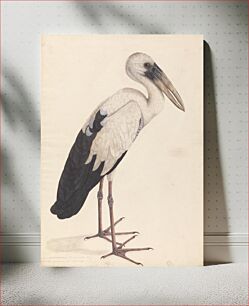 Πίνακας, An Asian Openbill Stork (Anastomus oscitans)