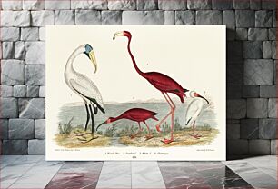 Πίνακας, An illustration from a book of American Nature Literature and Illustration by Alexander Wilson (1843), a handcolored wood ibis and scarlet flamingo