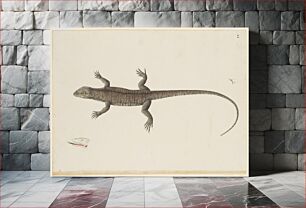 Πίνακας, An Indian Bish-Khopra Lizard