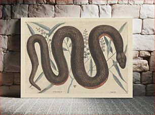 Πίνακας, An Reinoides &c., Anguis &c. (The Copper-Belly Snake), Plate 46 from the 'Natural History of Carolina, Florida and the Bahama Islands', volume I, 2nd edition, London, 1754