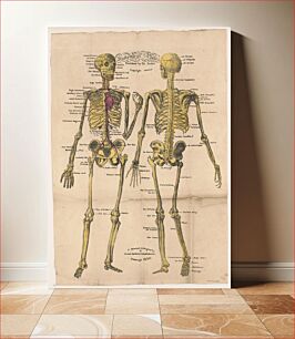Πίνακας, Anatomical plates, published by Dr. Parker