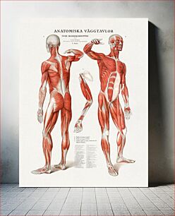 Πίνακας, Anatomical poster (1920) chromolithograph art by Gustaf Wennman