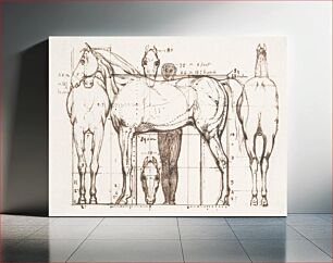 Πίνακας, Anatomical Study of a Horse