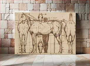 Πίνακας, Anatomical Study of a Horse