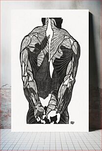 Πίνακας, Anatomical study of a man's back muscles (1906–1945) by Reijer Stolk