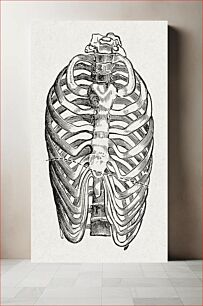 Πίνακας, Anatomy, physiology and hygiene (1890), vintage bones illustration