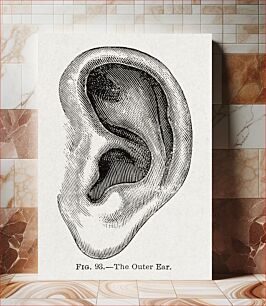 Πίνακας, Anatomy, physiology and hygiene (1890), vintage ear illustration