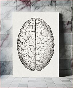 Πίνακας, Anatomy, physiology and hygiene (1890), vintage human brain illustration